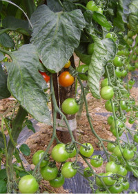 방울토마토 (tomato)