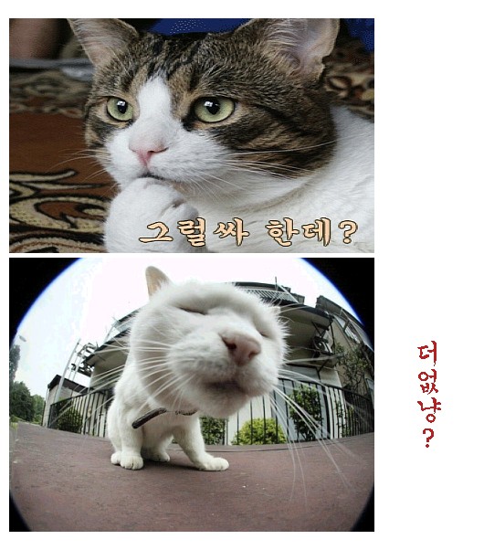 사용자 삽입 이미지