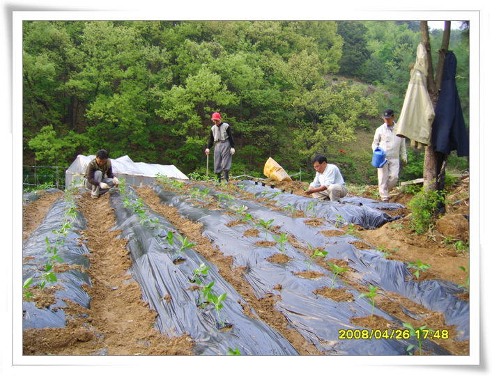 사용자 삽입 이미지