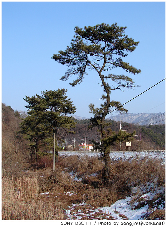 시원하게 뻗은 나무1