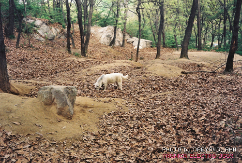 사용자 삽입 이미지