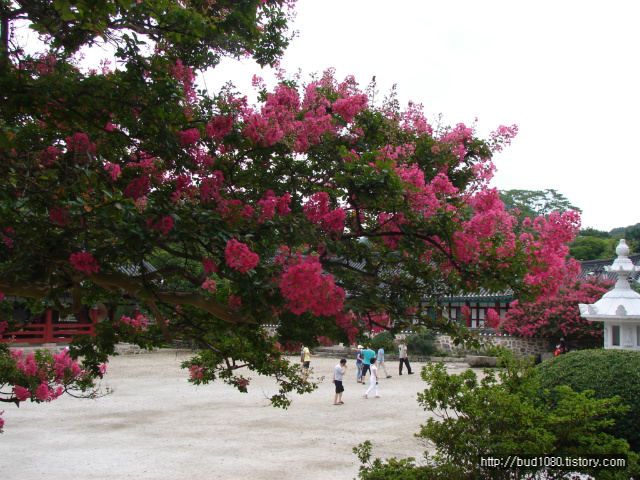 선운사 백일홍