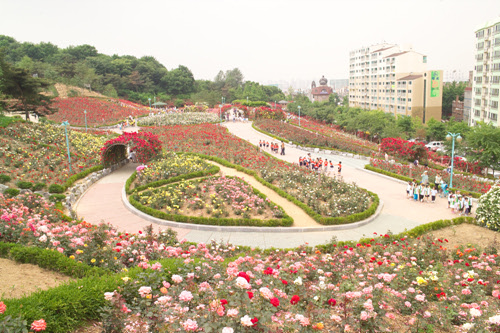 도당산 장미공원 장미축제 전경