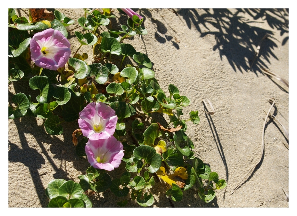 신두리,신두사구,여행사진,photography