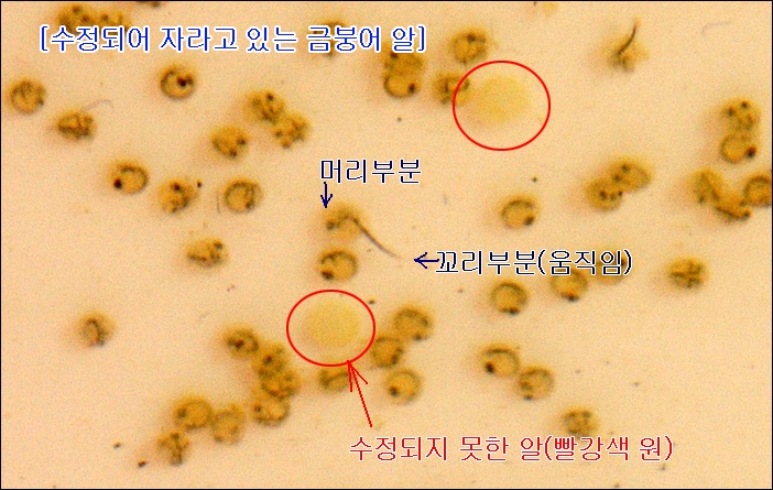 금붕어 산란 3일째