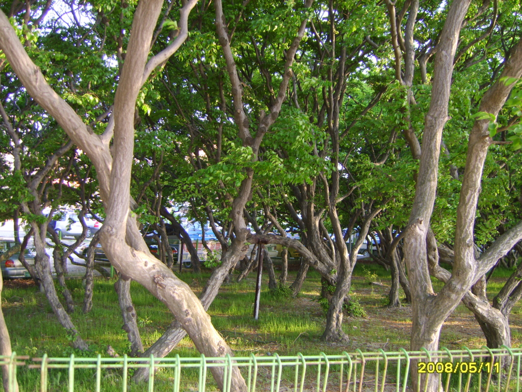 십리포해수욕장앞의 소사나무