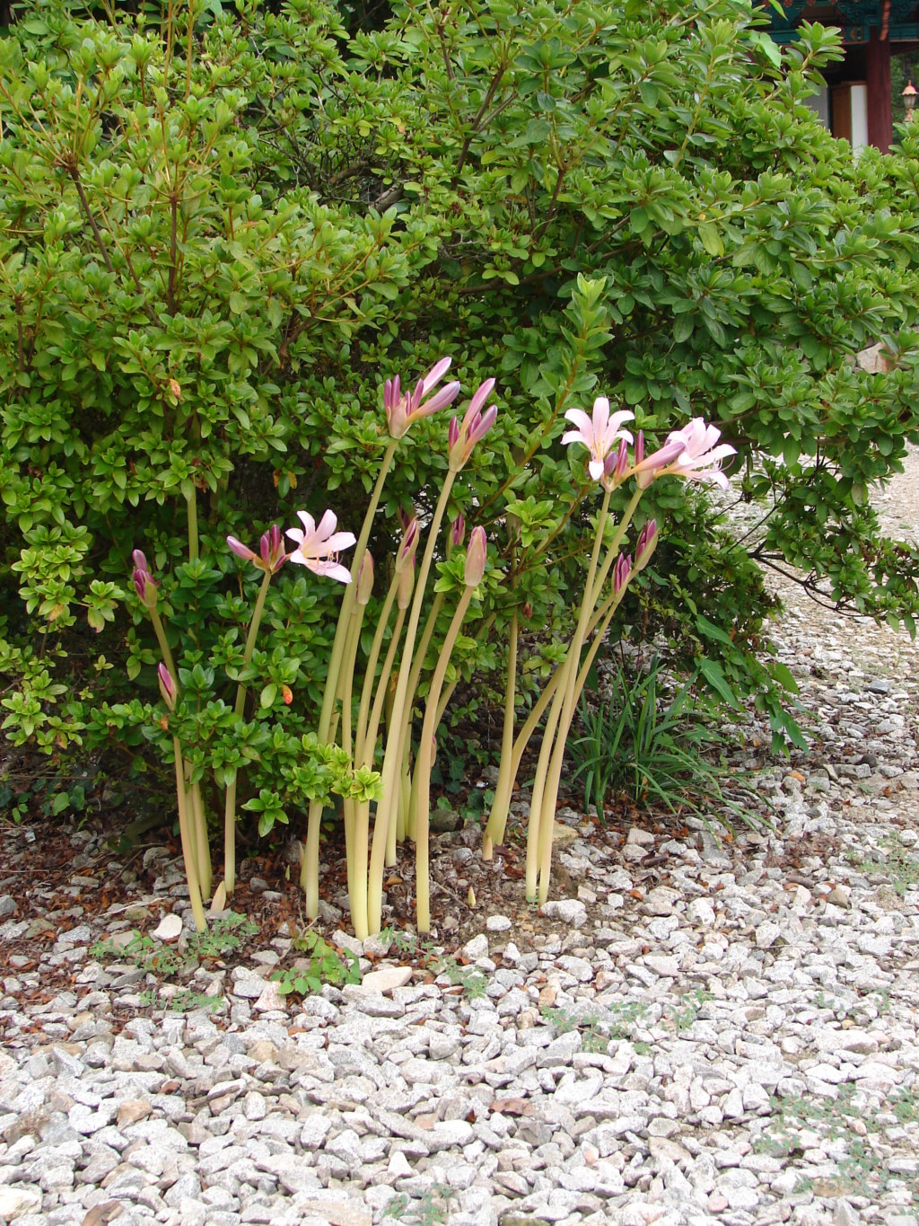 선운사 상사화