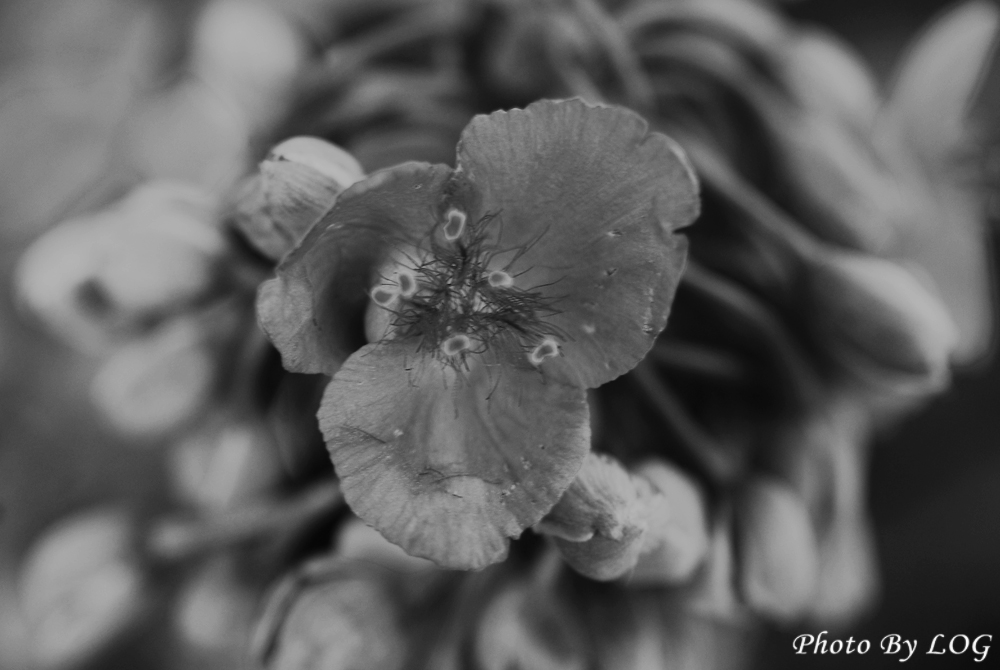 흑백 꽃사진